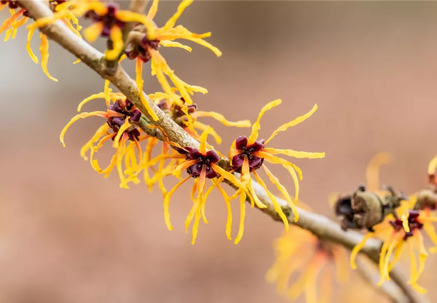 Hamamelis x intermedia 'Winter Beauty'