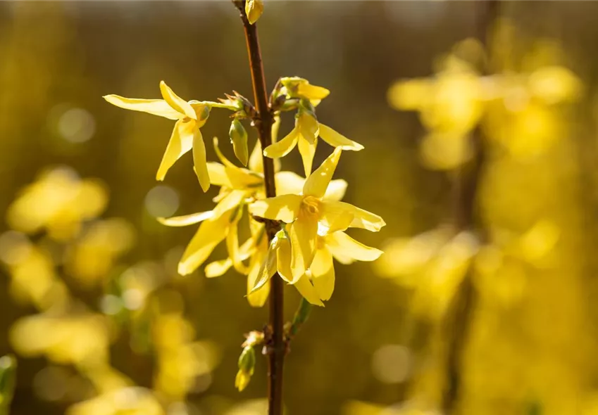 Forsythia x intermedia 'Spectabilis'