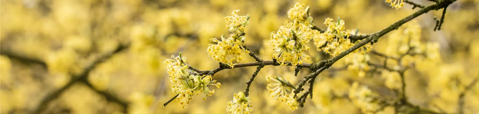 Cornus mas