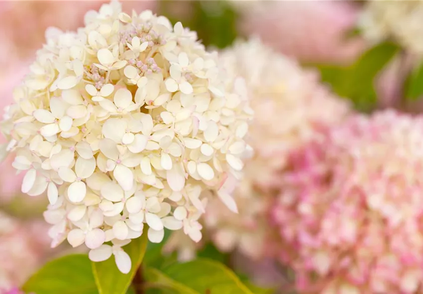 Hydrangea arborescens