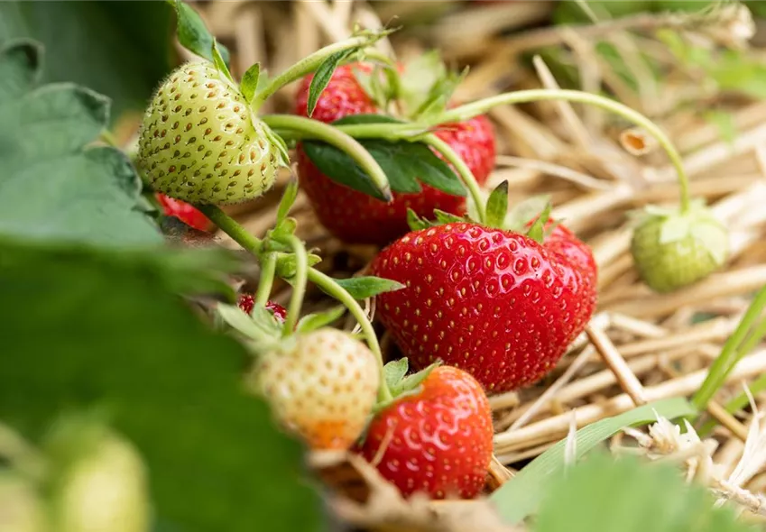 Fragaria x ananassa 'Sonata'