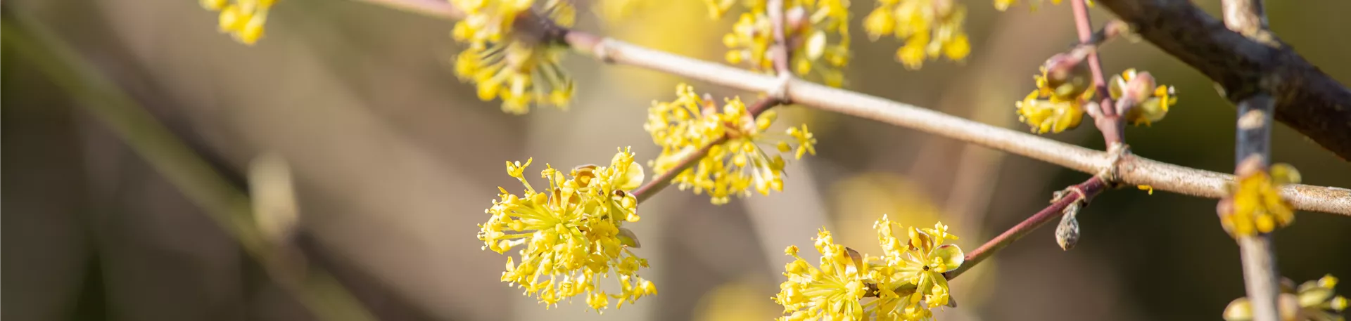 Cornus mas