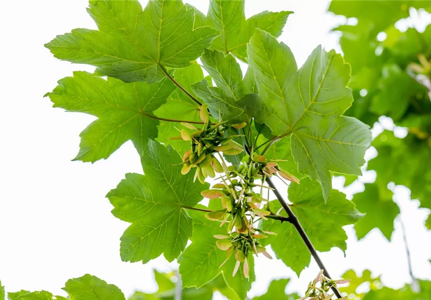 Acer pseudoplatanus