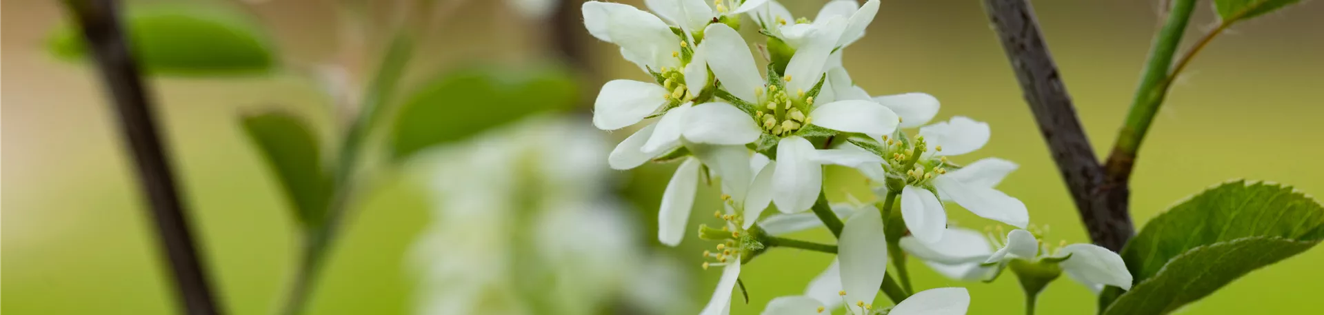 Amelanchier lamarckii