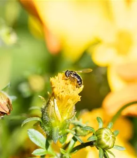 Bienenweide-Samen