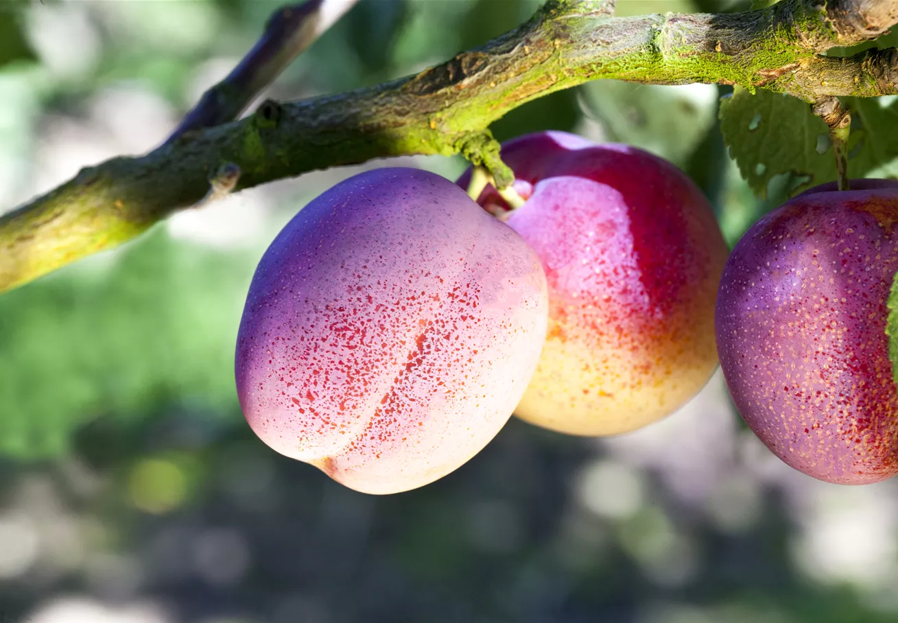 Prunus domestica 'Avalon'