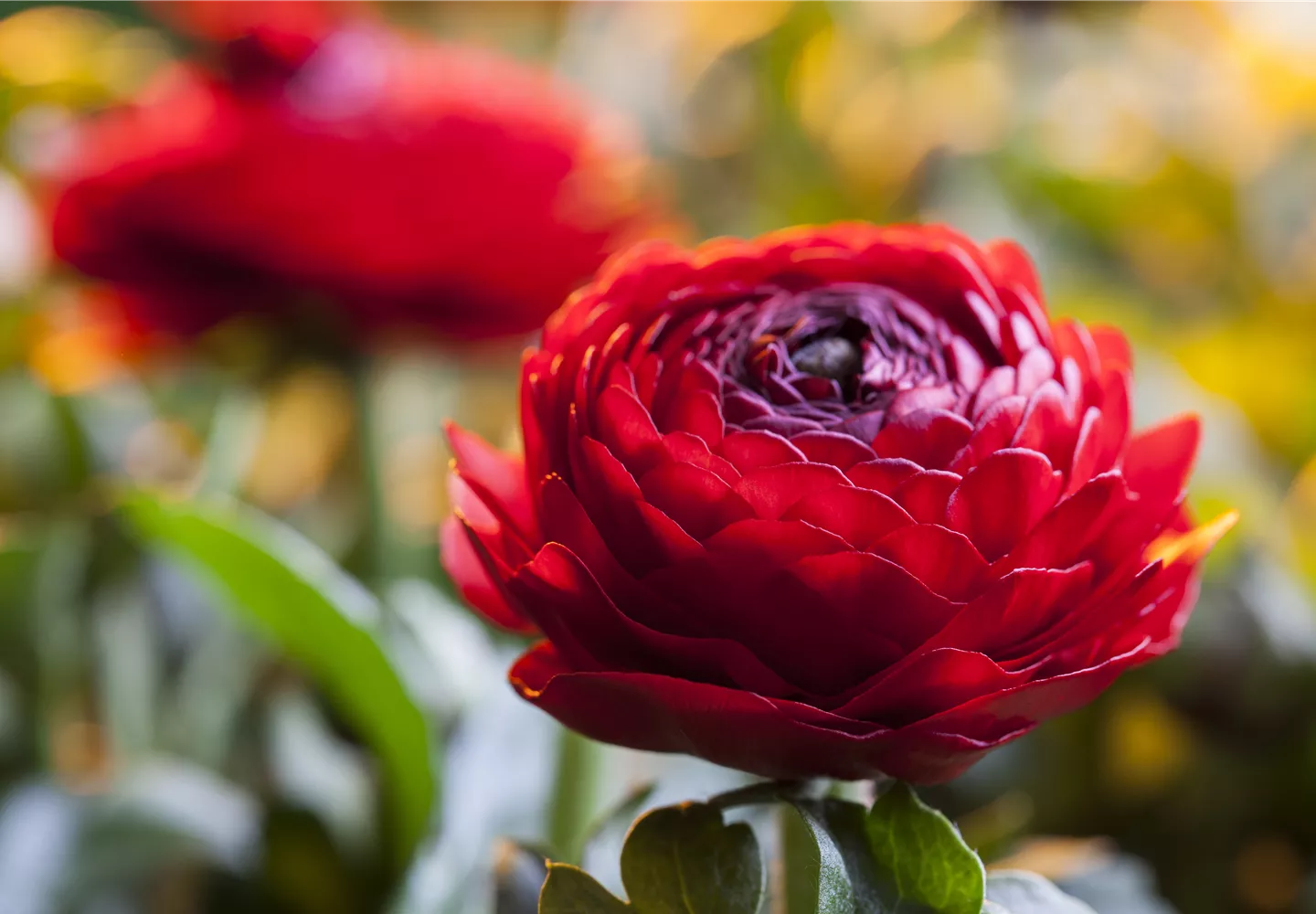 Ranunculus asiaticus