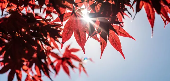 Acer palmatum 'Atropurpureum'