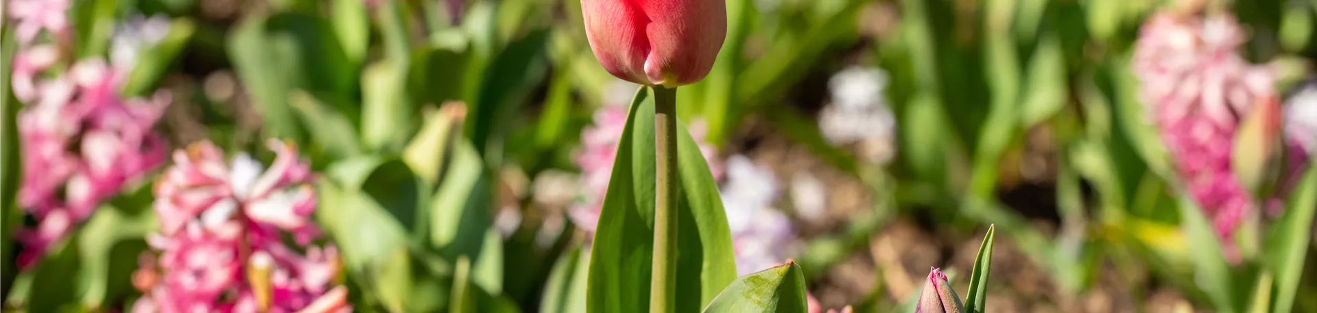 Tulipa, rot