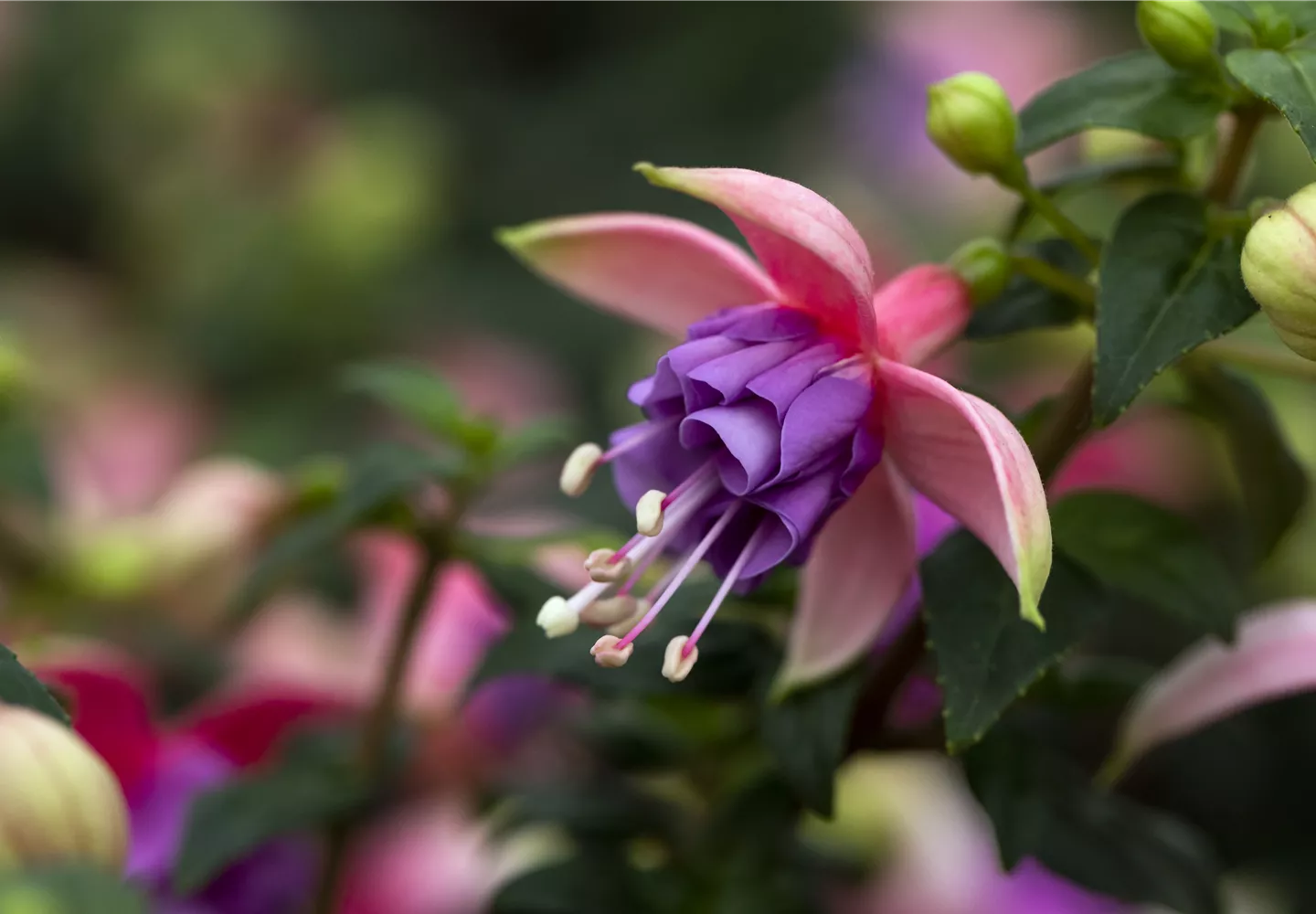 Fuchsia 'Arêts Belfort'