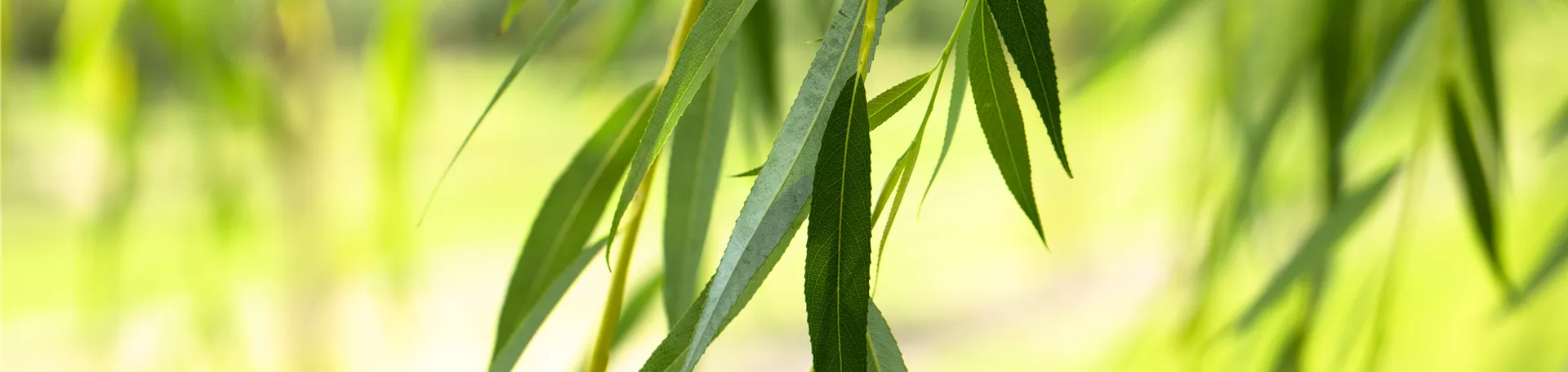 Salix alba 'Tristis'