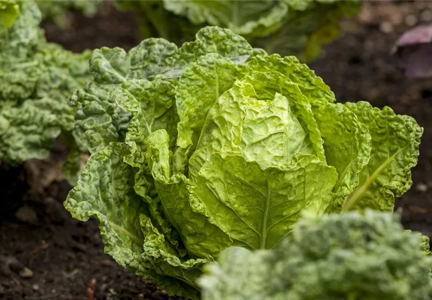 Brassica oleracea var. capitata