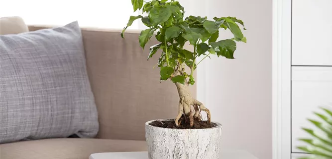 Zimmerbonsai