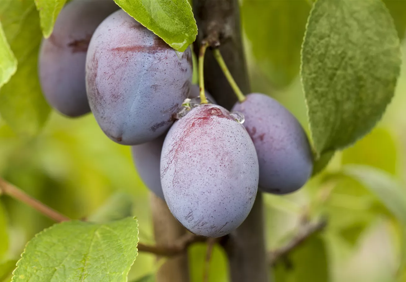 Prunus domestica subsp. domestica 'Basler Hauszwetschge'