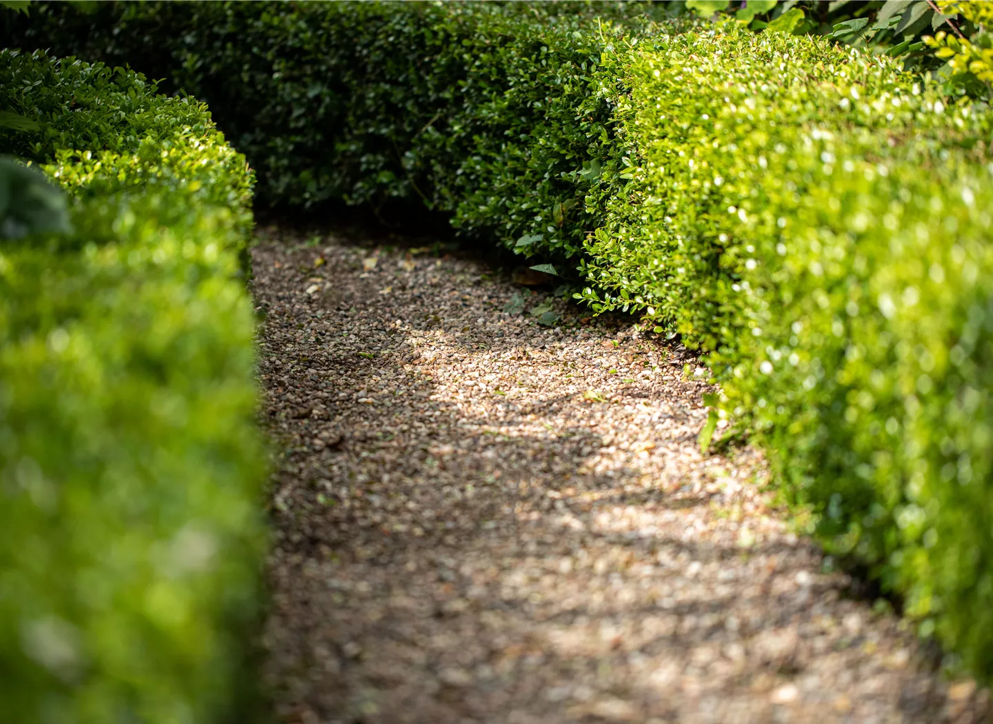 Hecke mit Weg