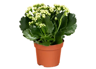 Kalanchoe blossfeldiana, weiß