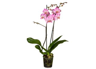 Phalaenopsis, lila