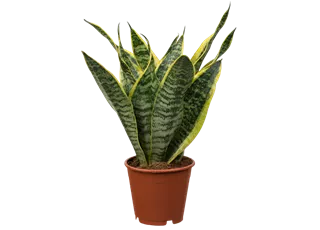 Sansevieria trifasciata 'Futura Superba'