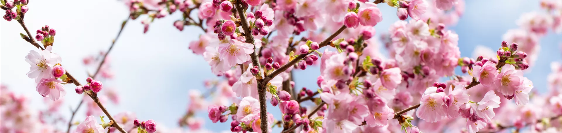 Prunus subhirtella 'Accolade'