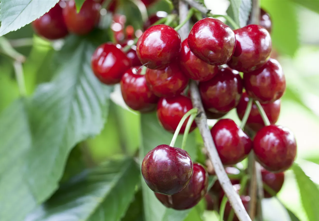 Prunus avium 'Skeena'