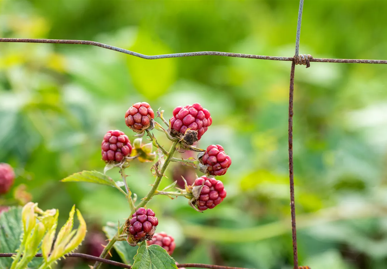 Rubus fruticosus