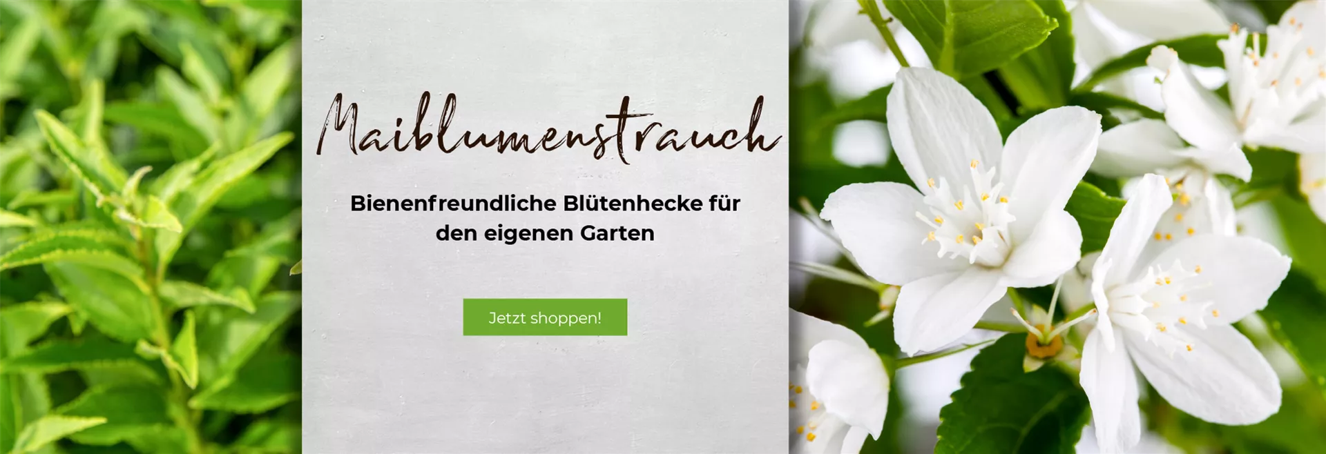 Entdecken Sie unseren Maiblumenstrauch