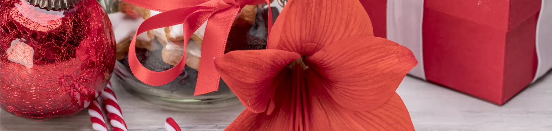 Weihnachtliche Dekoration mit Amaryllis