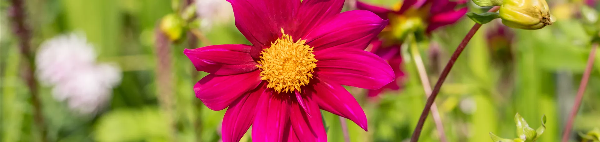 Dahlia Einfach blühend