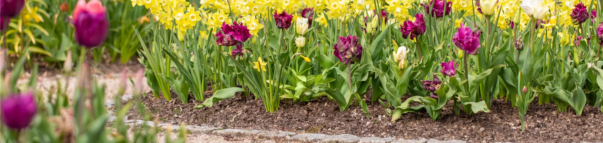 Beet mit Tulpen und Narzissen