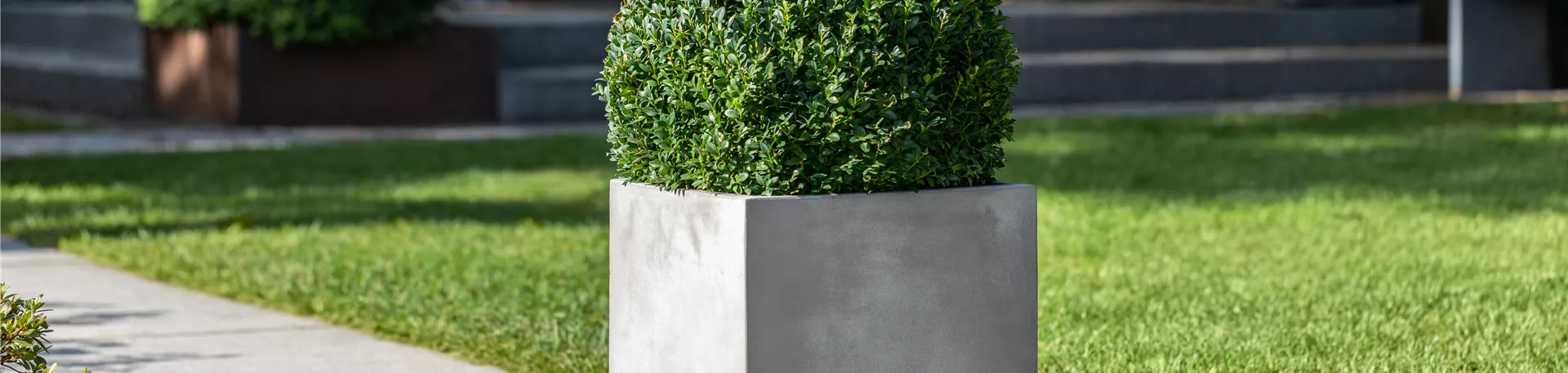 Buxus in Betonkübel