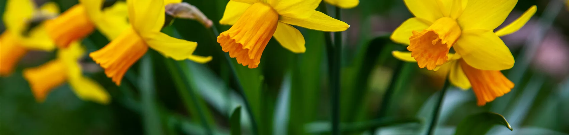 Narcissus pseudonarcissus