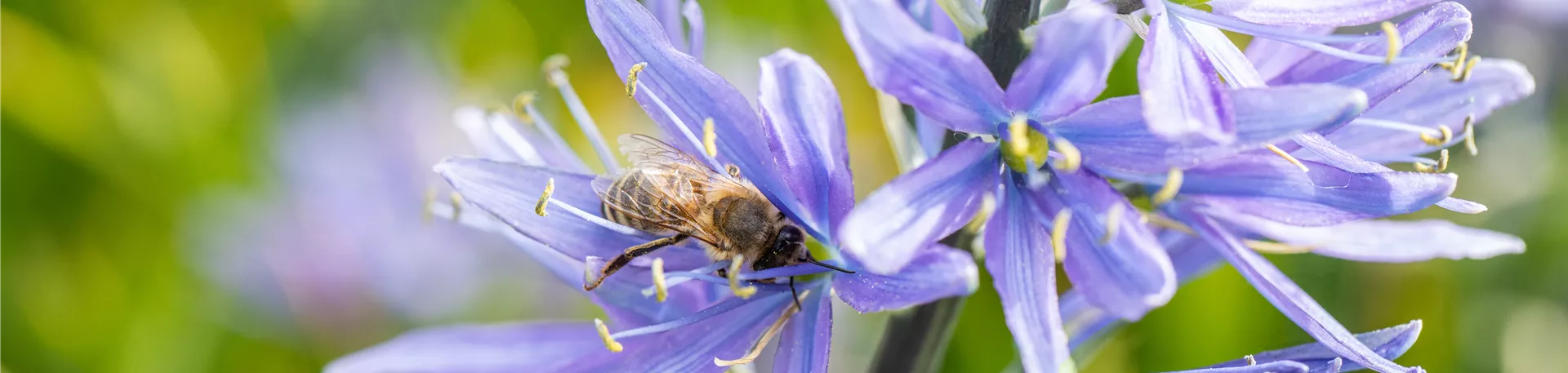 Biene auf Blüte