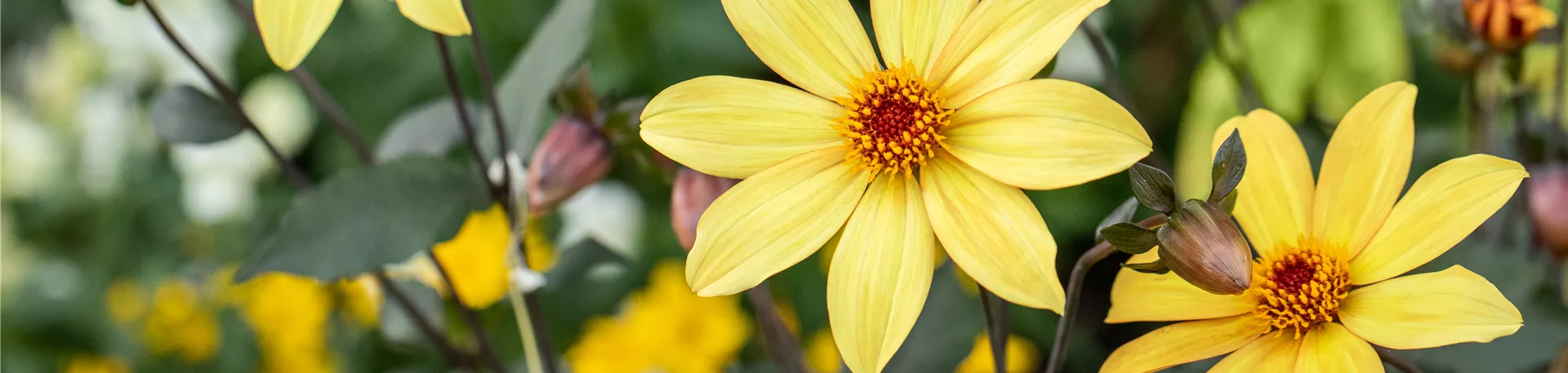 Dahlia Einfach blühend, gelb