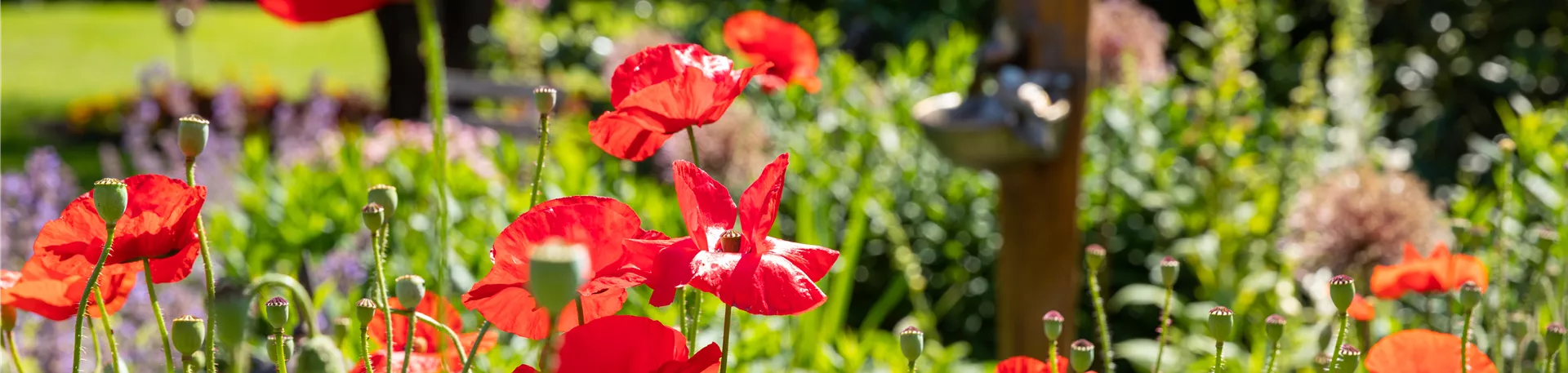 Papaver rhoeas, rot