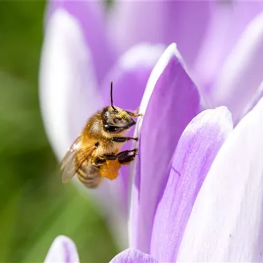 Bienenfreundliche Blumenzwiebeln