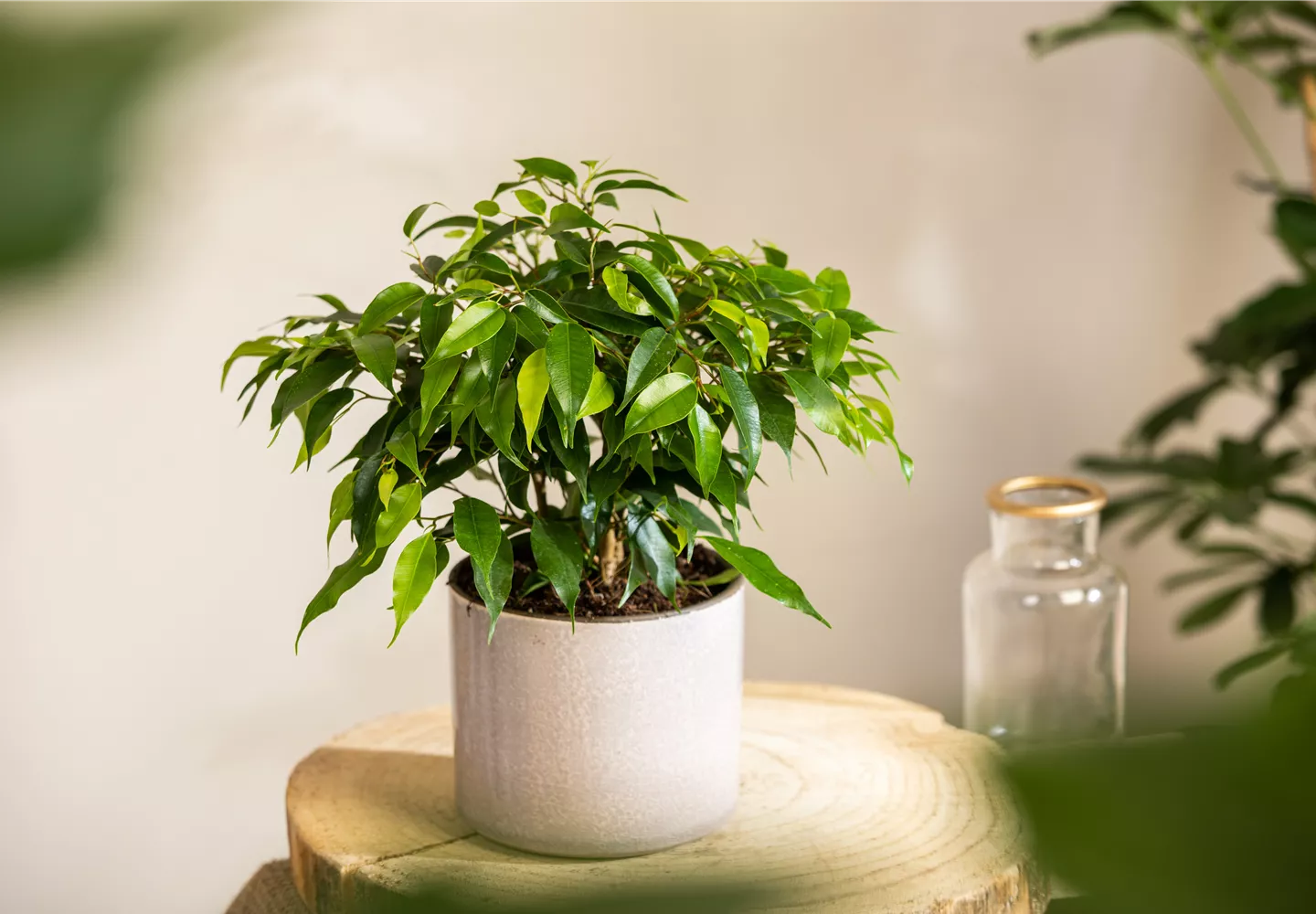 Ficus benjamina 'Green Kinky'