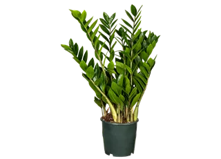 Zamioculcas zamiifolia