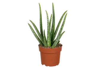 Aloe vera