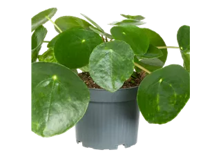 Pilea peperomioides