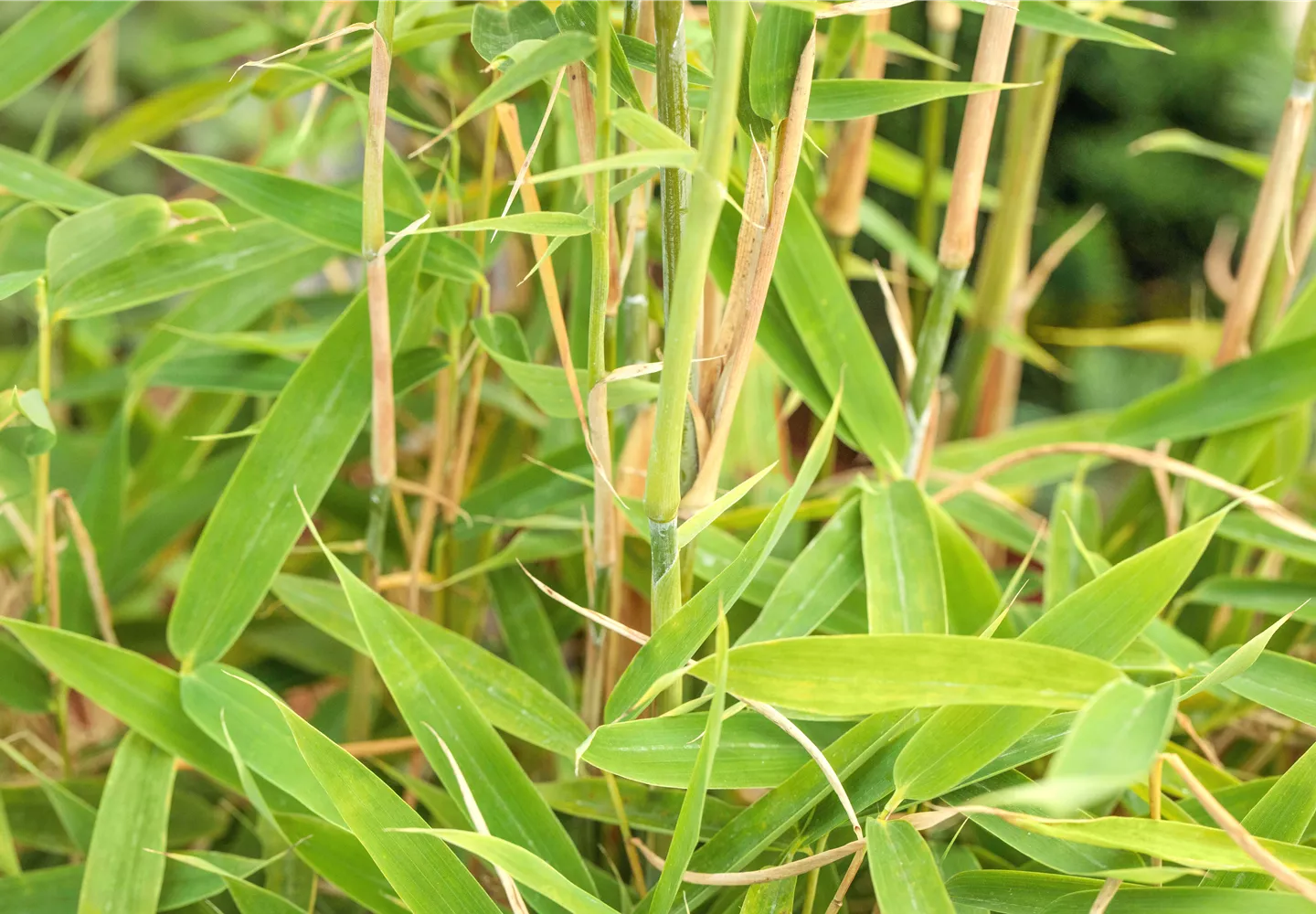 Fargesia murielae 'Jumbo'