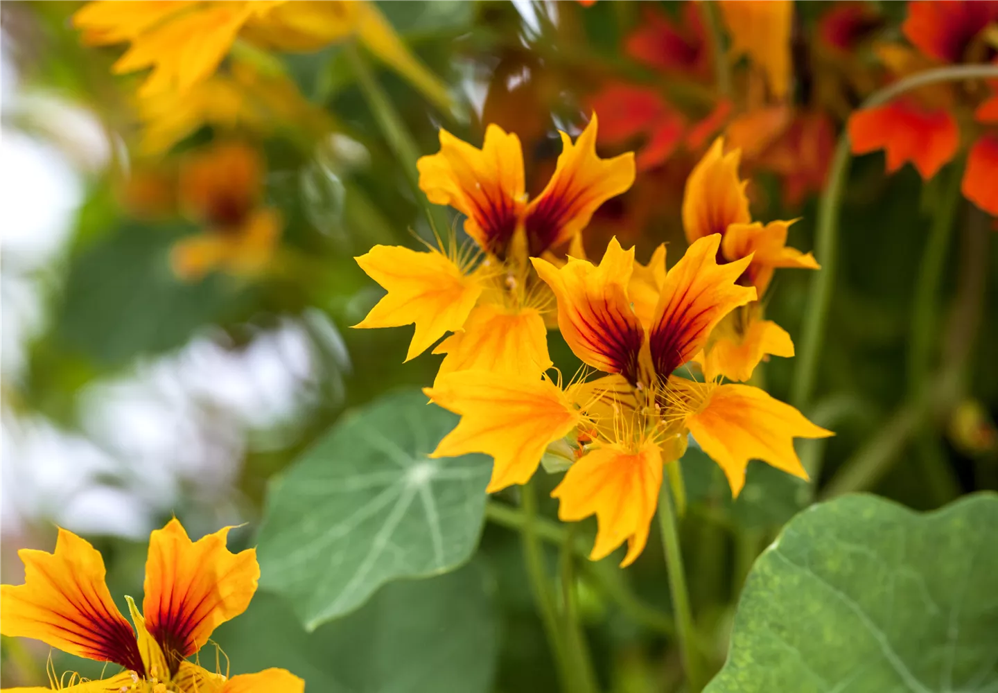 Tropaeolum majus 'Flamer Thrower Yellow'