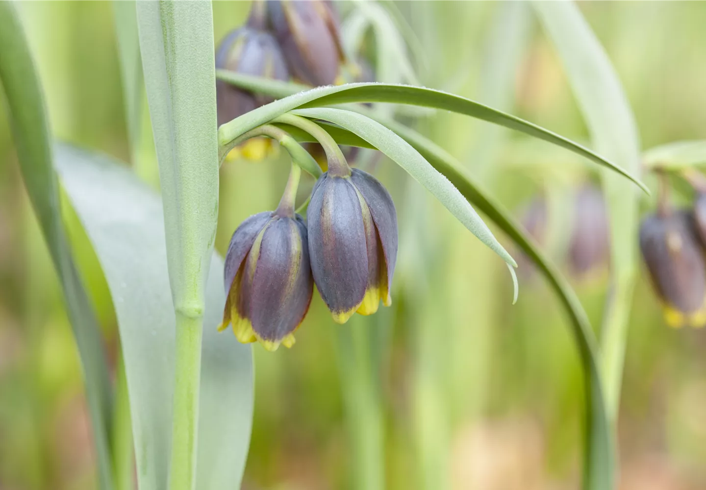 Fritillaria michailovskyi