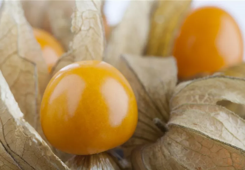 Physalis peruviana