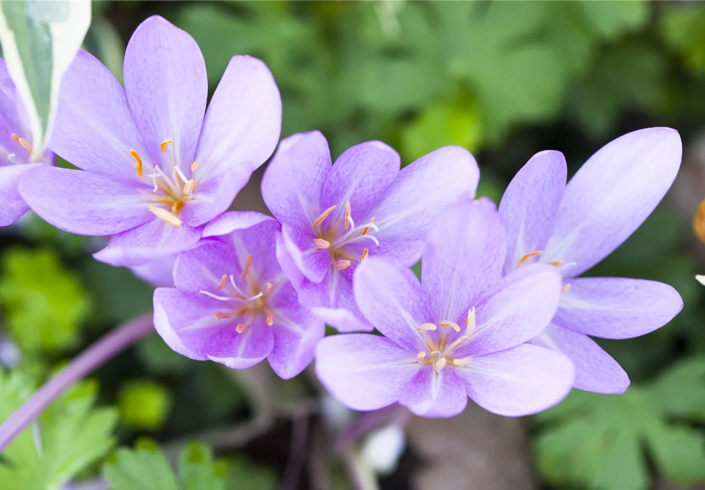 Colchicum autumnale