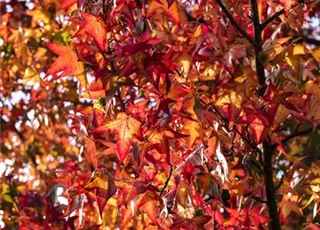 Liquidambar styraciflua