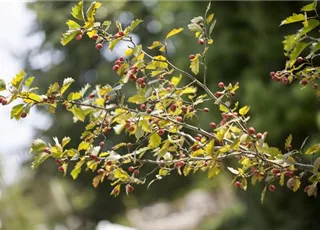 Crataegus coccinea