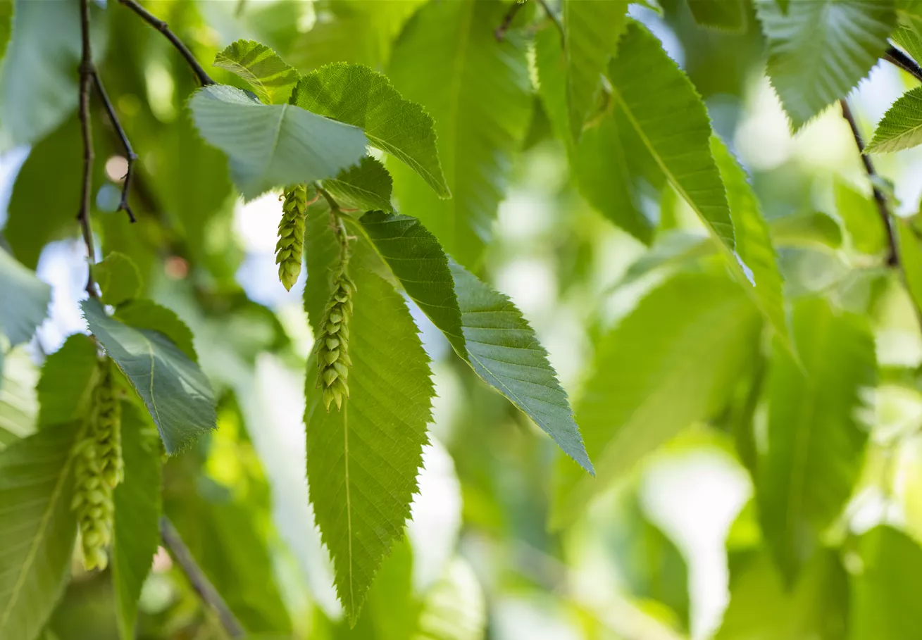 Carpinus betulus