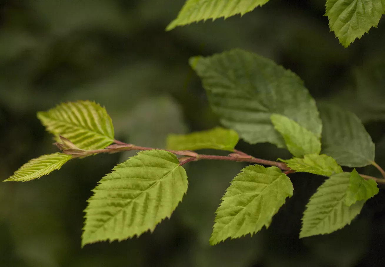 Carpinus betulus