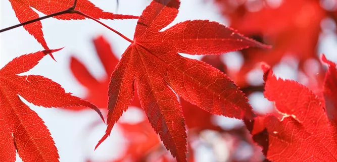 Acer palmatum 'Bloodgood'