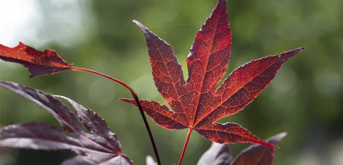 Acer palmatum 'Bloodgood'